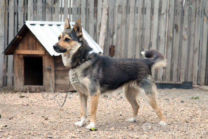 狗守护农场院子里链上混合的品种