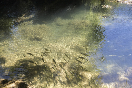 群鱼儿在清澈的水图片