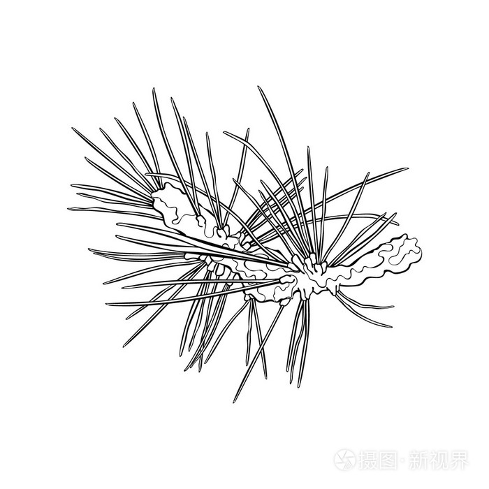 插画 云杉嫩枝.云杉针.白色背景上的孤立的矢量对象.eps