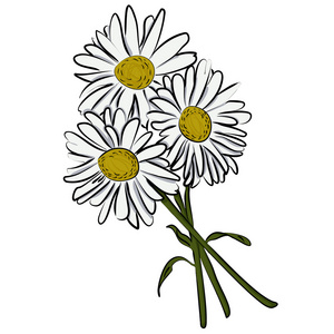 菊花飘零卡通图矢量图的甘菊花照片