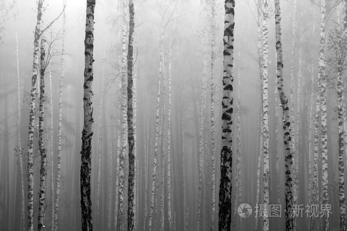 白桦林，黑白照片