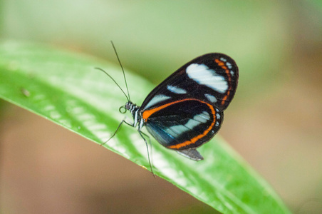南美洲蝴蝶图片