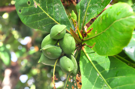 青榄仁树水果树上照片
