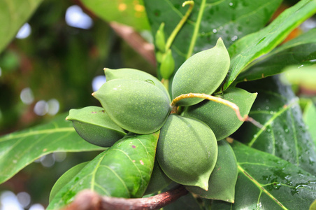 青榄仁树水果树上照片