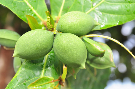 仁果类水果图片