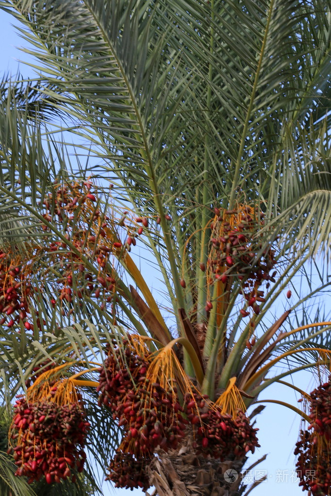 椰枣的成熟果实