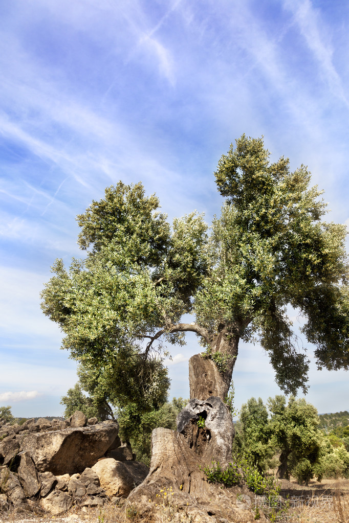 橄榄树特鲁埃尔