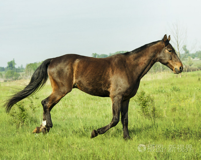 匹棕色的马在绿草中的字段上运行