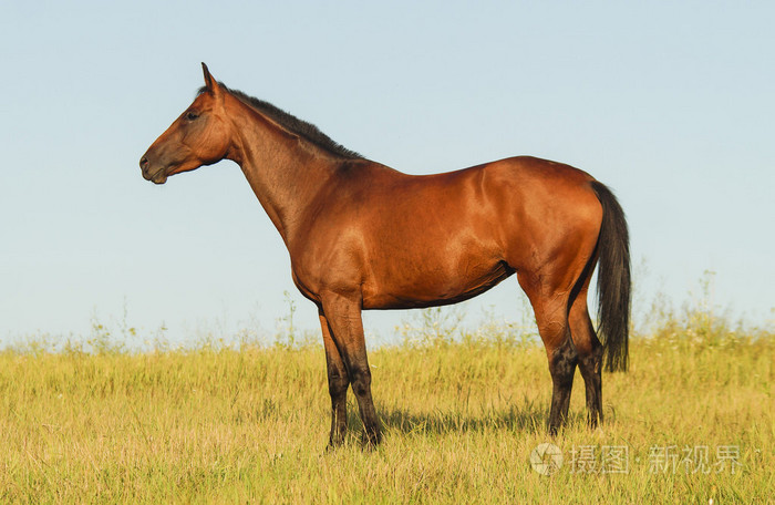 红马黑色鬃毛和尾巴在绿色草地上在一个字段中运行