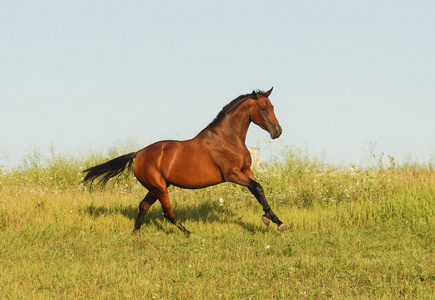 红马黑色鬃毛和尾巴在绿色草地上在一个字段中运行照片