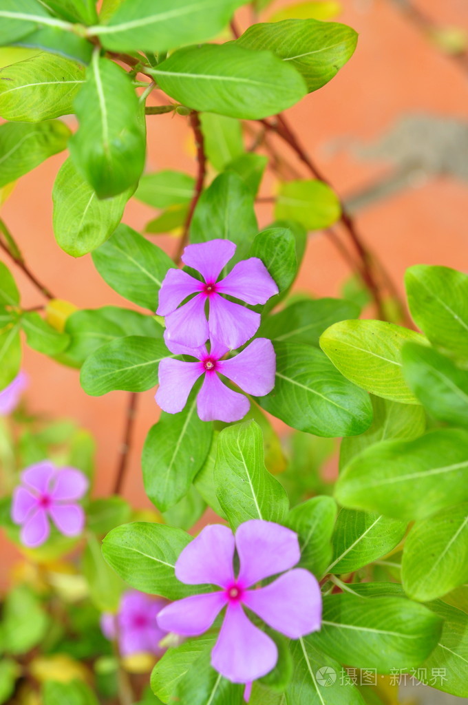 花园里的花