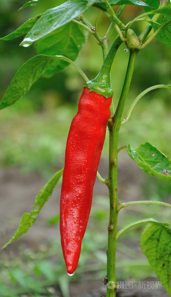 红色长辣椒