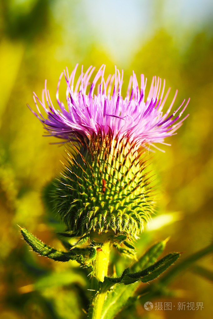 麝香或点头蓟,飞廉属穗披碱草