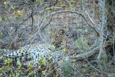 女豹躲藏在丛林图片