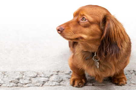 四个长毛腊肠狗图片-四个长毛腊肠狗素材-四个长毛腊肠狗插画-摄图新