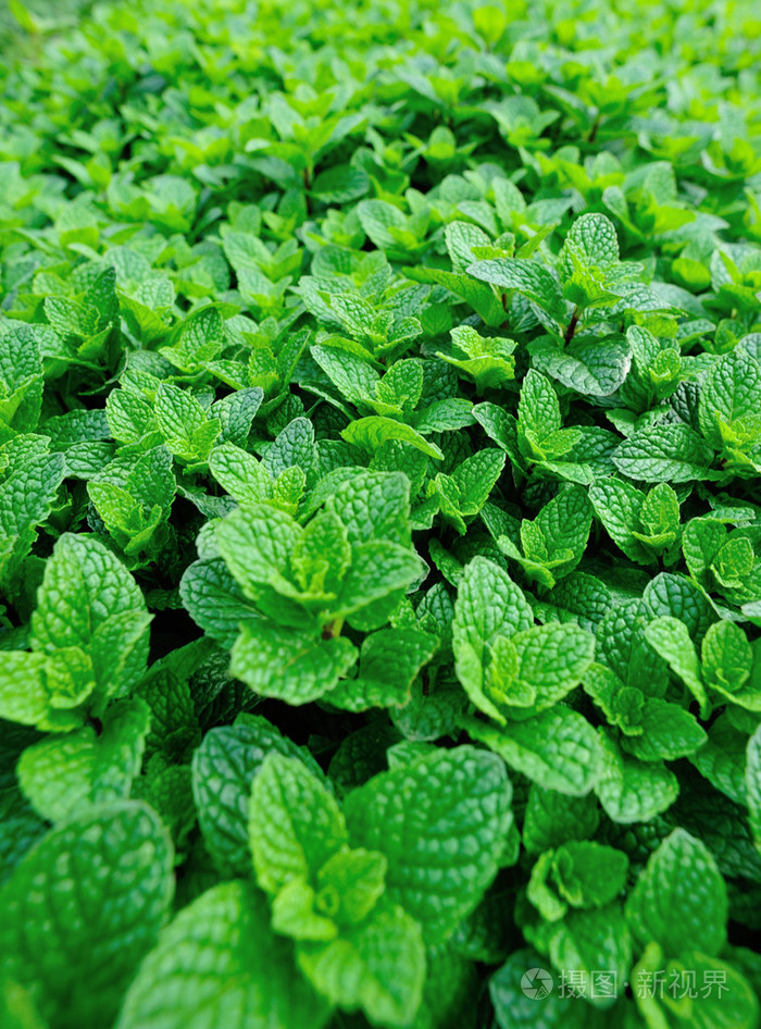 绿薄荷植物