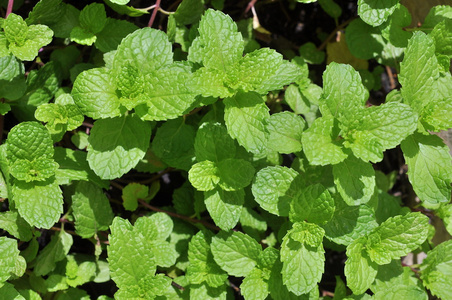 越南薄荷图片