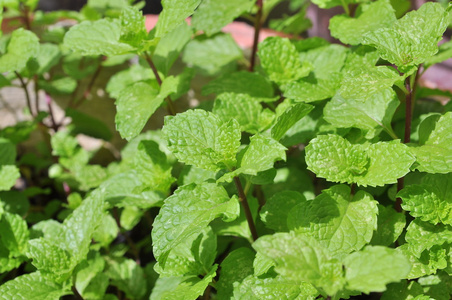 越南薄荷图片