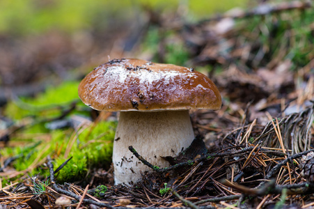 在森林里的白蘑菇图片