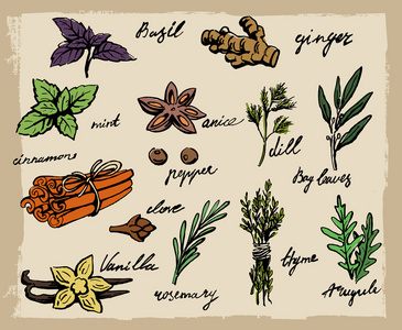 矢量的香料和草药插画