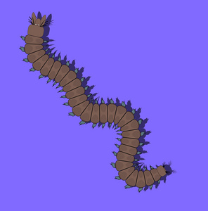 管状蠕虫蜈蚣昆虫爬行照片