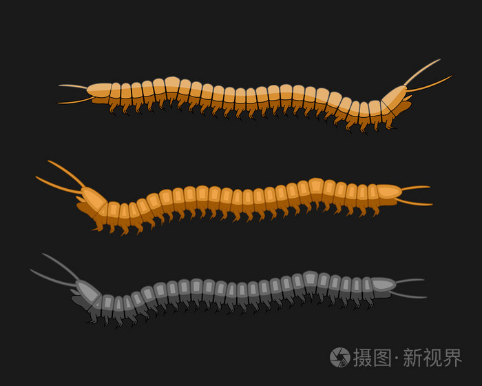千足虫矢量