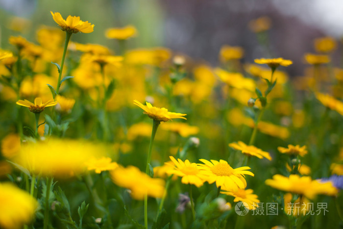 黄翠菊野花