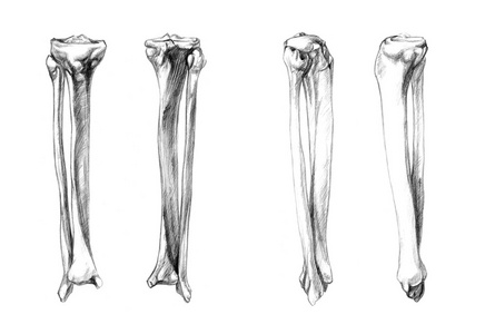 下肢骨 手绘图图片