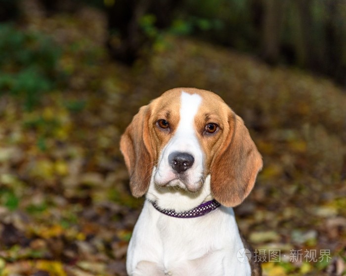 美丽棕色和白色的小猎犬狗小狗