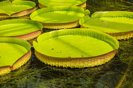 巨型叶片的亚马逊睡莲照片