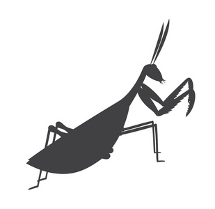 螳螂昆虫剪影照片