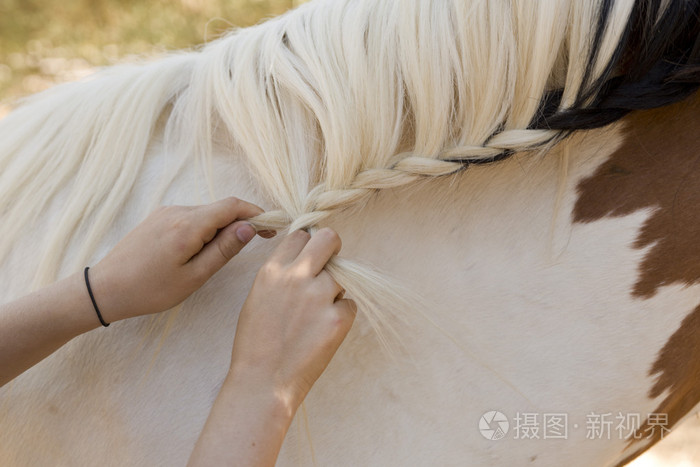 梳理一匹马的女孩