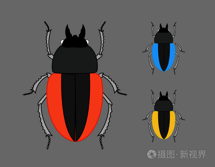 圣甲虫甲虫昆虫