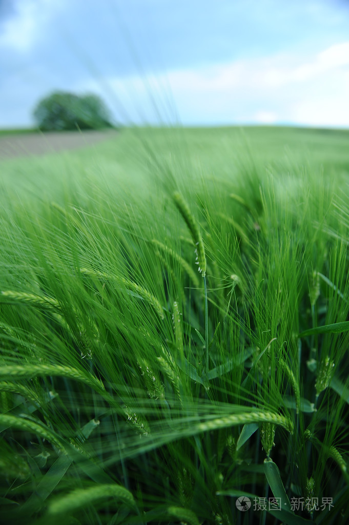 绿色领域的大麦