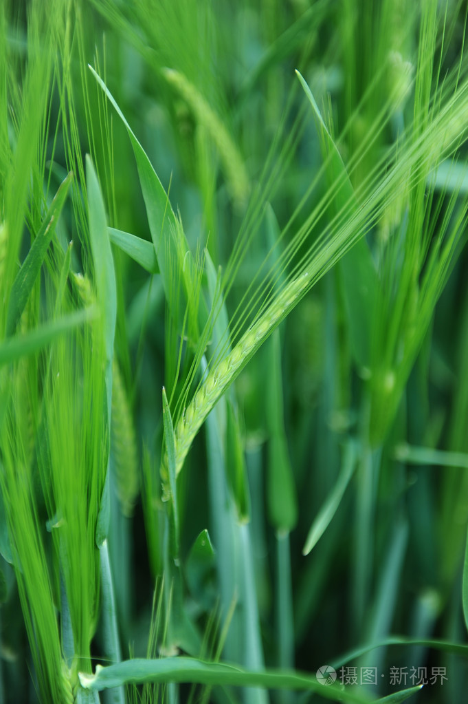 绿色领域的大麦