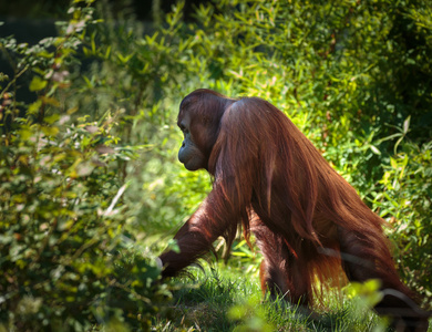 年轻的猩猩图片