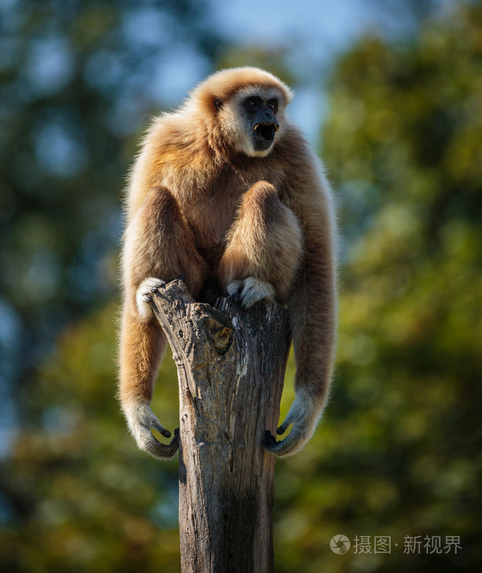 有趣的长臂猿猴