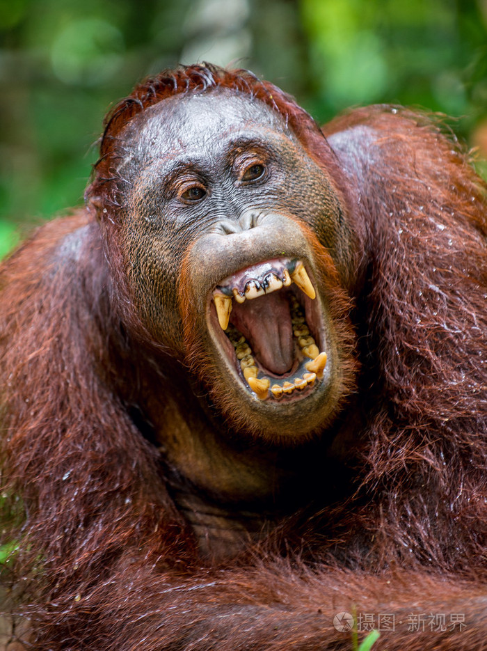 婆罗洲猩猩得张大了嘴巴