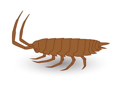 潮虫昆虫图插画