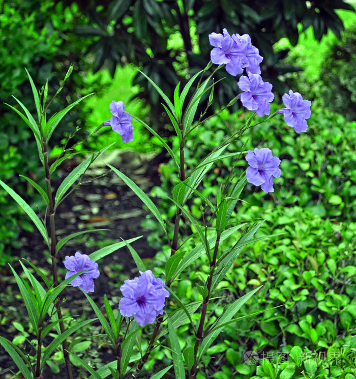 集团的紫色的花
