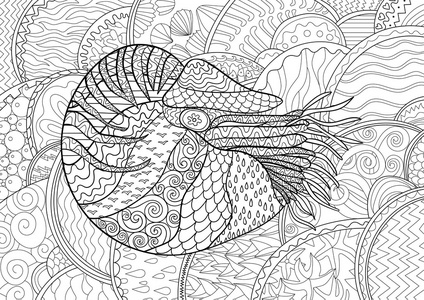 鹦鹉螺的高细节能量的曲线一套线条画外壳在海滩上的贝壳鹦鹉螺shell