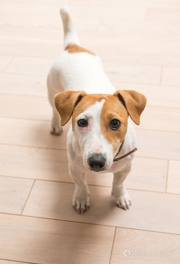 杰克罗素梗犬