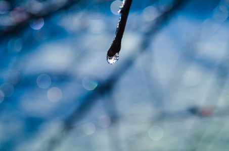 冻水树枝上的冻水照片