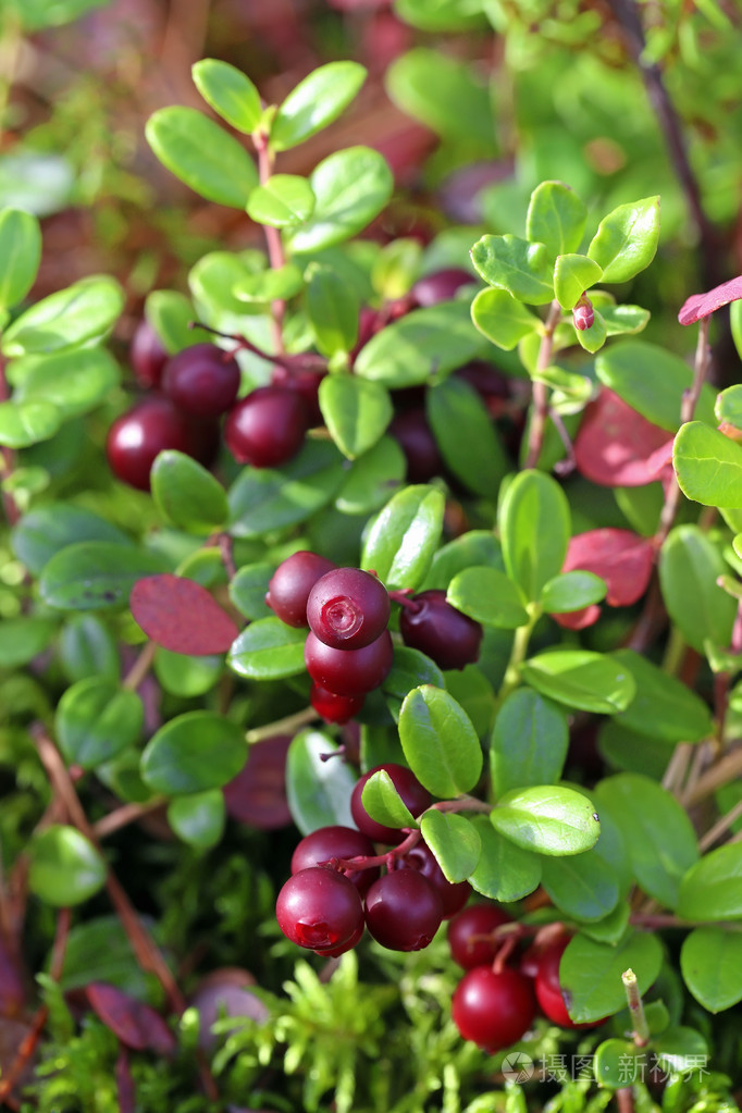 成熟的小红莓bunches