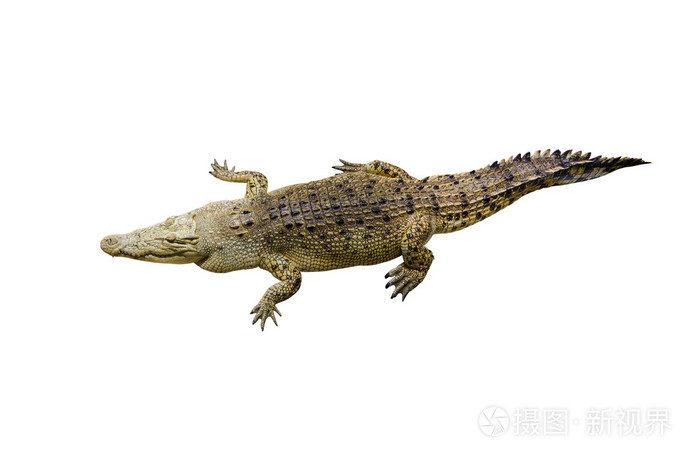 孤立在白色背景上的鳄鱼