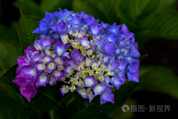 霍滕西亚花在花园里