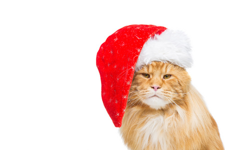 圣诞节帽子里的大姜猫图片