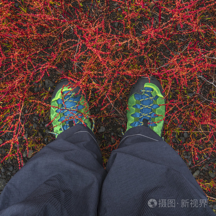 徒步旅行靴就跳进苔原植物在冰岛，夏季时间