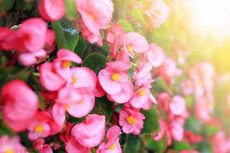 小小的粉红色的花与背景光图片