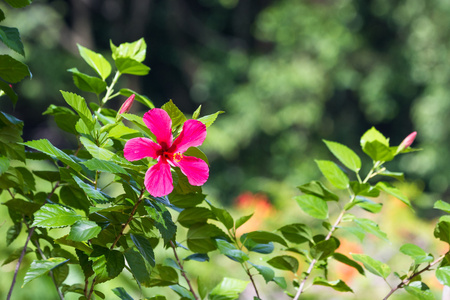 野生的芙蓉花图片